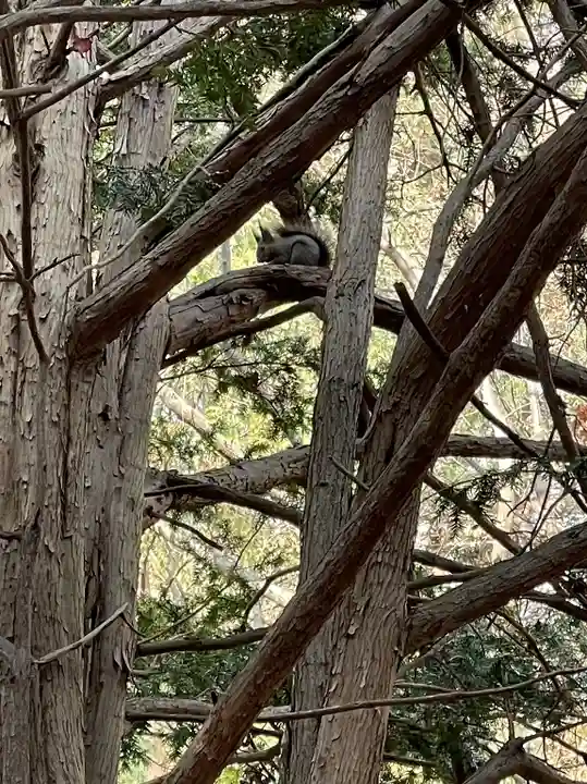 北海道神宮の動物