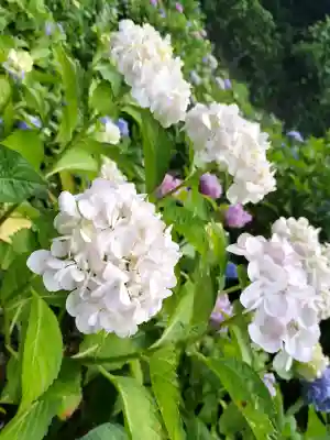 弥勒寺の{uncategorized: "未分類", other: "その他", undefined: "問題あり", building: "その他建物", grave: "お墓", sacred_gate: "鳥居", guardian: "狛犬", statue: "像", buddha: "仏像", history: "歴史", nature: "自然", garden: "庭園", animal: "動物", pagoda: "塔", temizu: "手水舎", mountain_gate: "山門・神門", sanctuary: "本殿・本堂", subordinate: "末社・摂社", art: "芸術", scenery: "景色", jizo: "地蔵", ema: "絵馬", goshuin: "御朱印", omikuji: "おみくじ", items: "授与品その他", amulet: "お守り", goshuincho: "御朱印帳", eats: "食事", festival: "お祭り", votive_dance: "神楽", shichigosan: "七五三参", wedding: "結婚式", experience: "体験その他", initially: "初詣", around: "周辺", anti_infection: "感染症対策"}