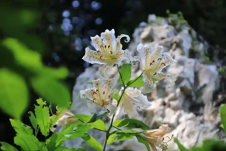 鹿島大神宮の自然