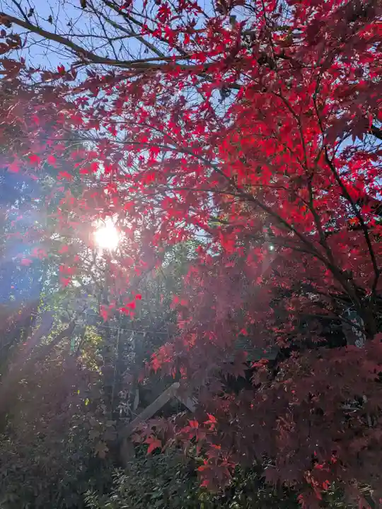 阿佐ヶ谷神明宮(東京都)