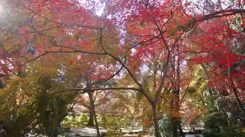 賀茂別雷神社（上賀茂神社）の自然