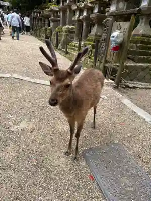春日大社(奈良県)