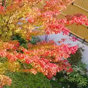 寿量山 速成寺の自然(2020年11月13日(金) 06時54分22秒投稿)