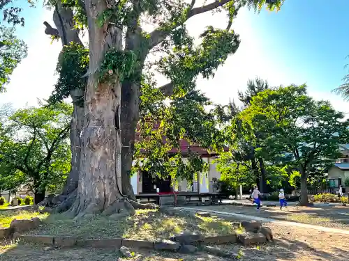 木留神社の自然