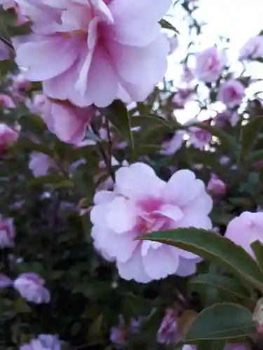 豊景神社の自然