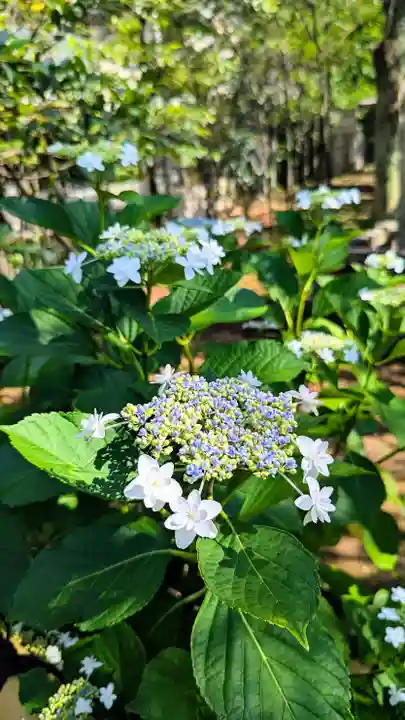 白金氷川神社の自然