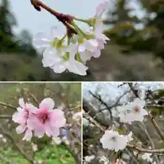 比々多神社の自然