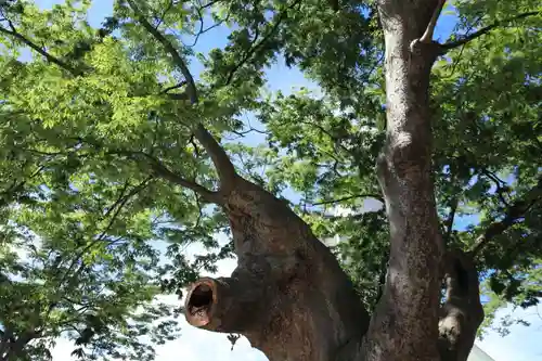 阿邪訶根神社の自然