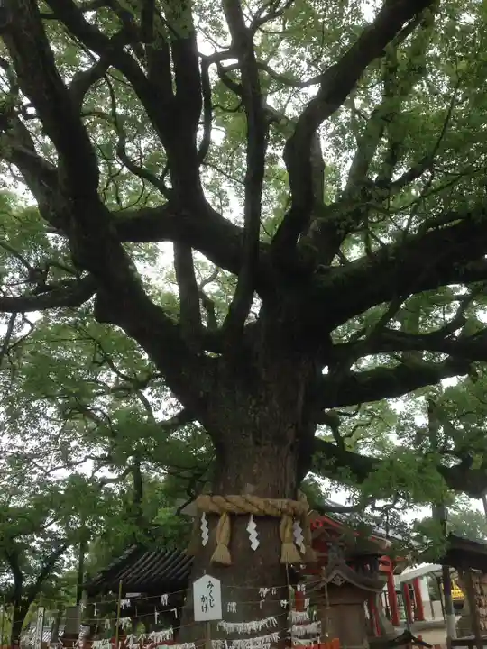百舌鳥八幡宮の自然