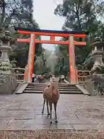 春日大社の{uncategorized: "未分類", other: "その他", undefined: "問題あり", building: "その他建物", grave: "お墓", sacred_gate: "鳥居", guardian: "狛犬", statue: "像", buddha: "仏像", history: "歴史", nature: "自然", garden: "庭園", animal: "動物", pagoda: "塔", temizu: "手水舎", mountain_gate: "山門・神門", sanctuary: "本殿・本堂", subordinate: "末社・摂社", art: "芸術", scenery: "景色", jizo: "地蔵", ema: "絵馬", goshuin: "御朱印", omikuji: "おみくじ", items: "授与品その他", amulet: "お守り", goshuincho: "御朱印帳", eats: "食事", festival: "お祭り", votive_dance: "神楽", shichigosan: "七五三参", wedding: "結婚式", experience: "体験その他", initially: "初詣", around: "周辺", anti_infection: "感染症対策"}
