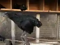 玉祖神社の動物