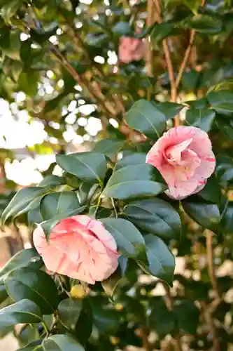 朝倉神社(高知県)
