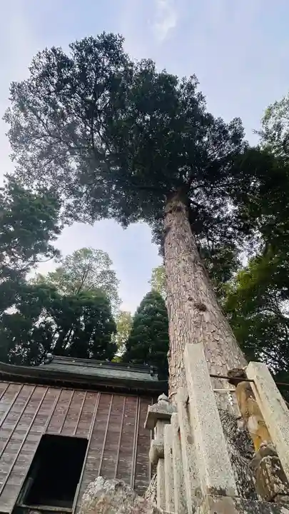 依居神社(福井県)