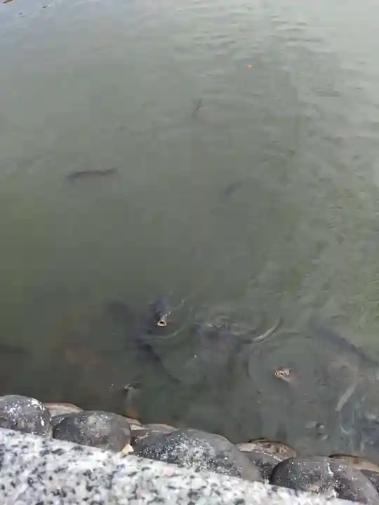 八大白龍大神の動物