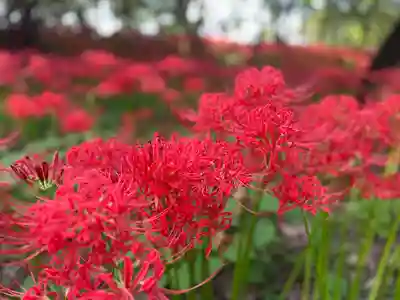 高麗神社(埼玉県)