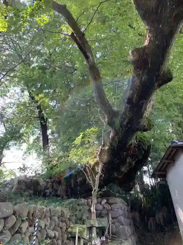 熊野神社の自然