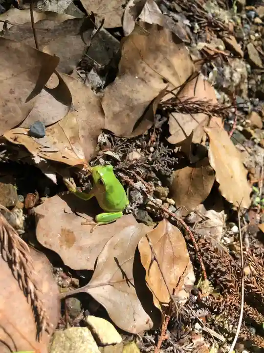 日吉大社の動物