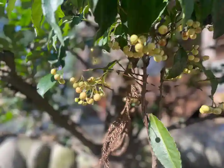 浅間神社の自然