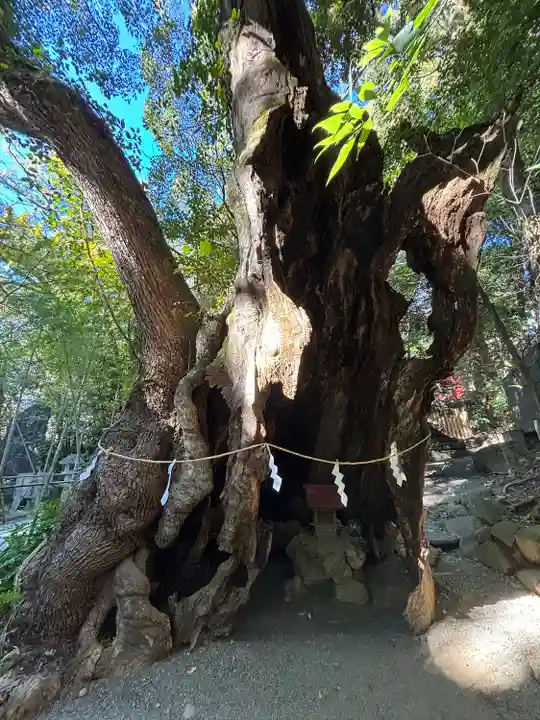來宮神社(静岡県)