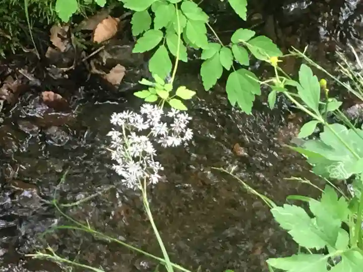 戸隠神社奥社の自然