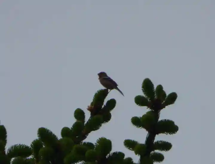 留辺蘂神社の動物