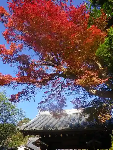 浄光明寺の自然