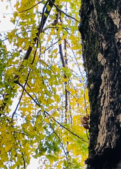 田無神社の自然