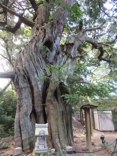 大瀬神社の自然