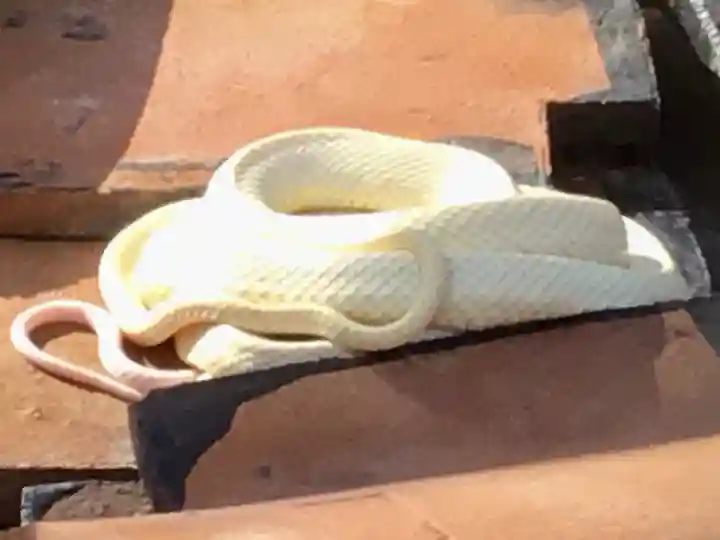 岩国白蛇神社の動物