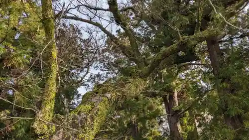 椙本神社の自然