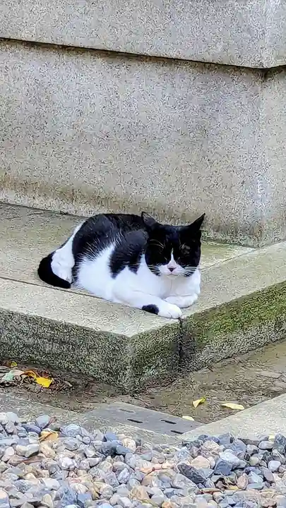 白金氷川神社の動物