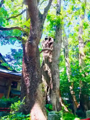 神崎神社の自然
