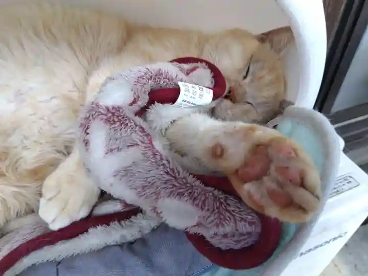 御誕生寺(猫寺)(福井県)