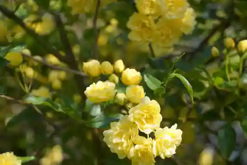 三輪神社の自然