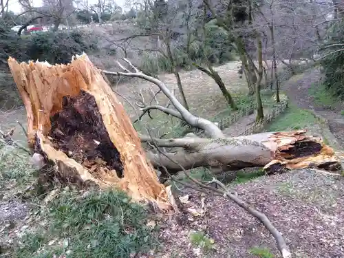 射水神社の自然