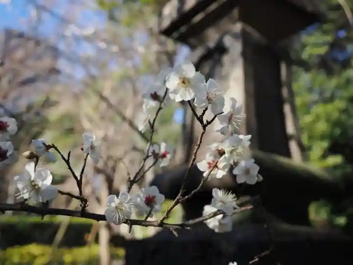 赤坂氷川神社(東京都)