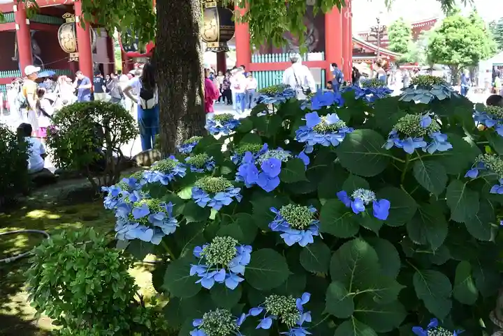 浅草寺の自然