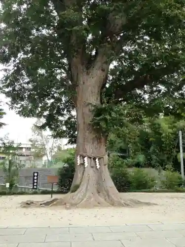 素鵞神社の自然