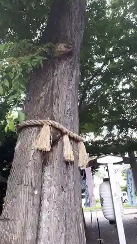 札幌諏訪神社の自然