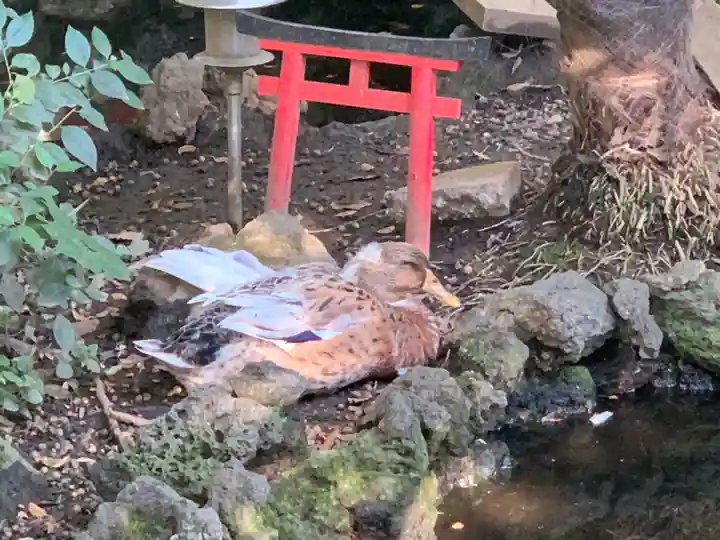 世田谷八幡宮(東京都)