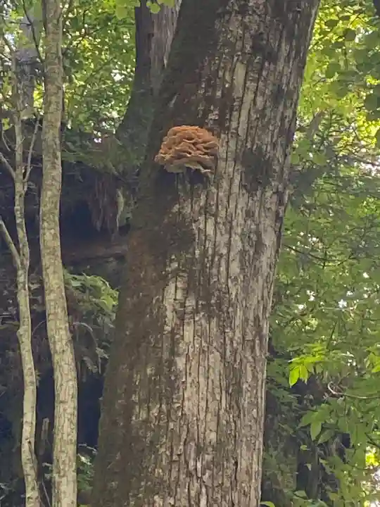 十和田神社の自然