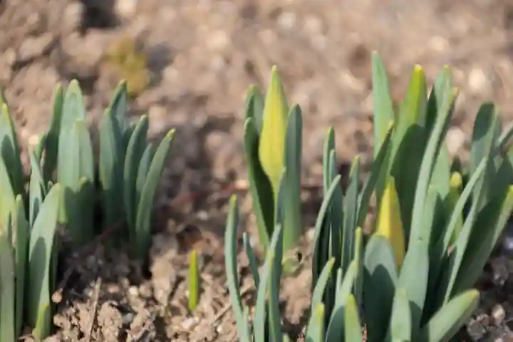 阿邪訶根神社の庭園
