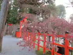 吉田神社の建物その他