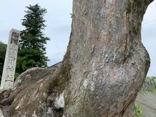 喜連川神社の自然