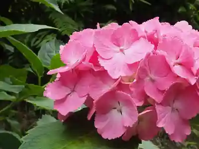 明月院(神奈川県)