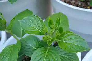 十日恵比須神社(福岡県)(2025年04月02日(水) 18時02分17秒投稿)