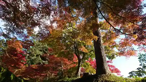 中尊寺の庭園