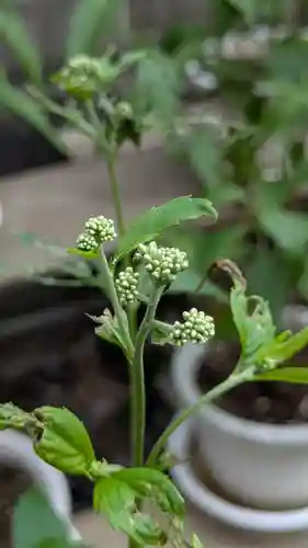 行願寺（革堂）(京都府)