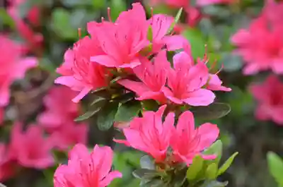 塩船観音寺(東京都)