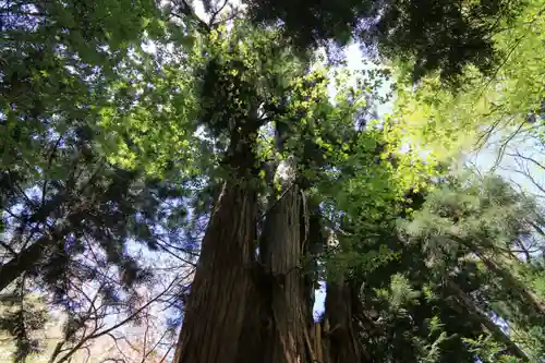 磐椅神社の自然